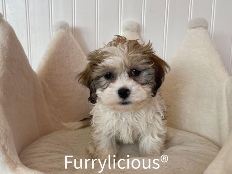Betty - Havanese