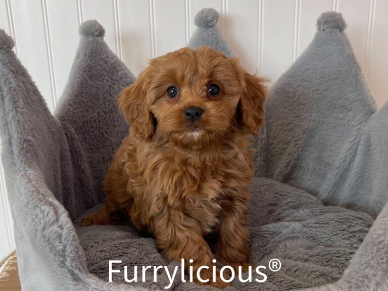 Chester - Cavapoo