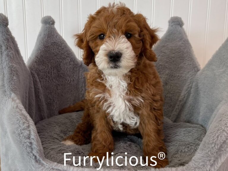 Grover - Goldendoodle Mini 2nd Gen