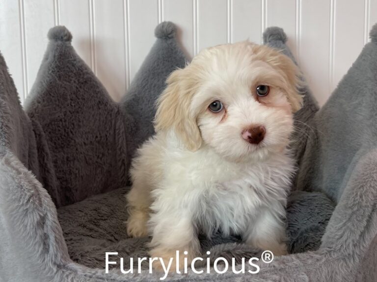 Gerald - Havanese