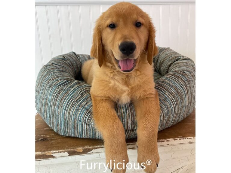 Bucky - Golden Retriever