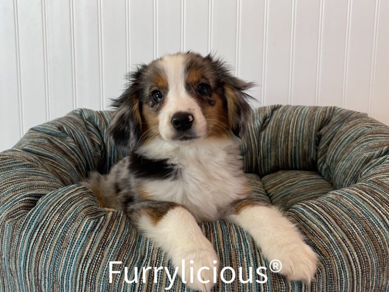 Axel - Toy Australian Shepherd