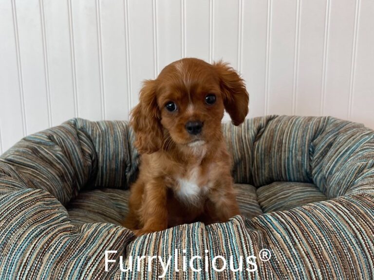 Ellis - Cavalier King Charles Spaniel