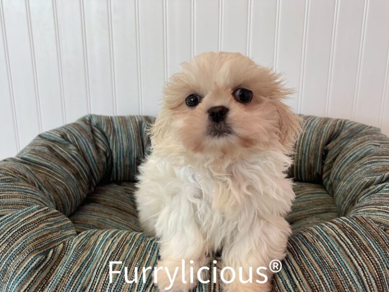 Liam - Shih Tzu