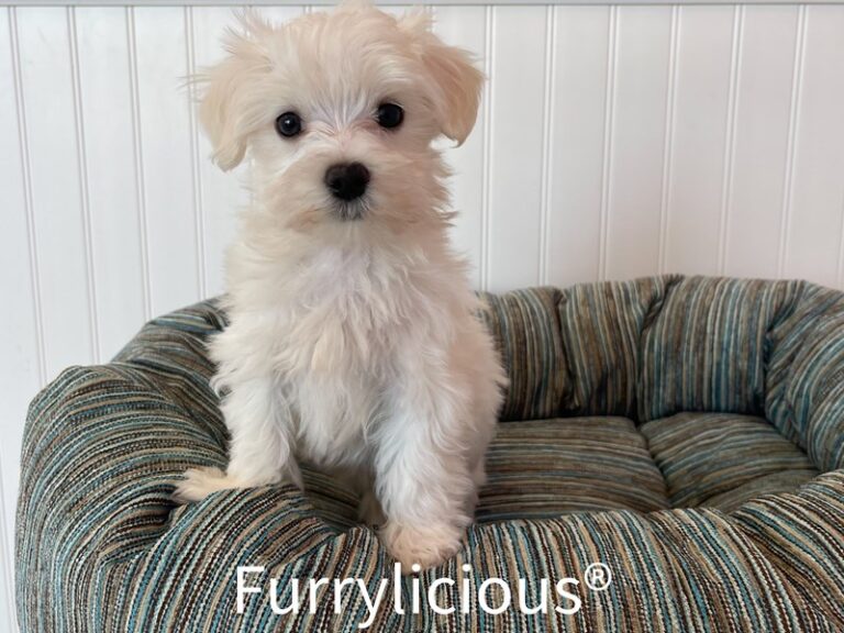 Porter - Maltese