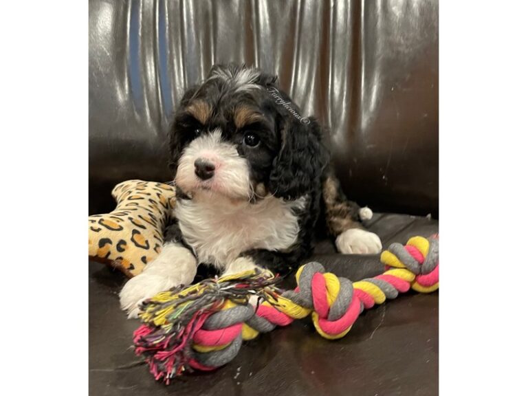 Lucky - Bernedoodle Mini 2nd Gen
