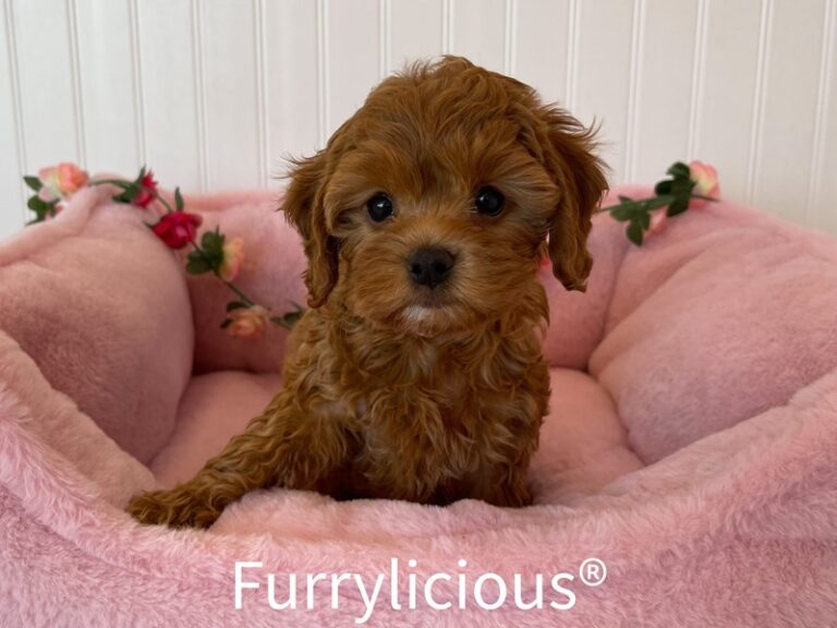 Phoebe - Cockapoo 2nd gen