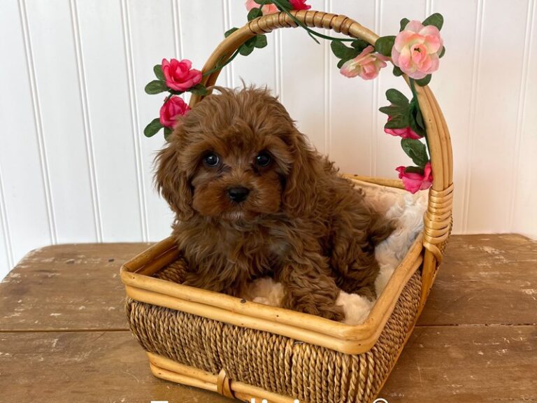 Clarabelle - Cavapoo