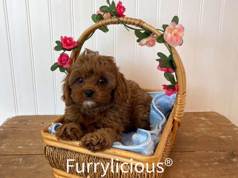 Pluto - Cavapoo
