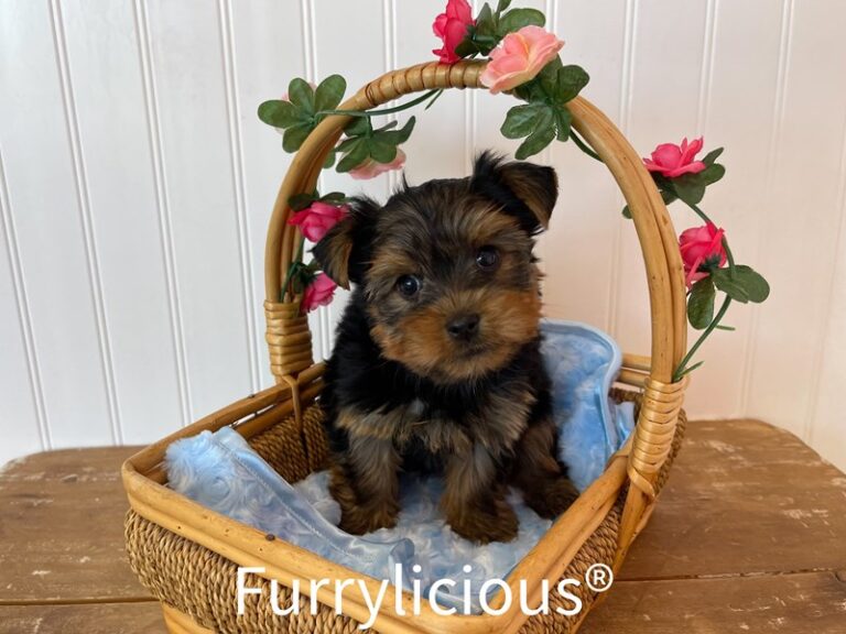 Thumper - Yorkshire Terrier