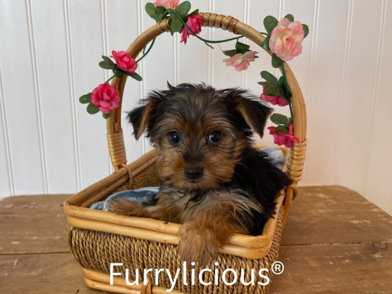 Percy - Yorkshire Terrier
