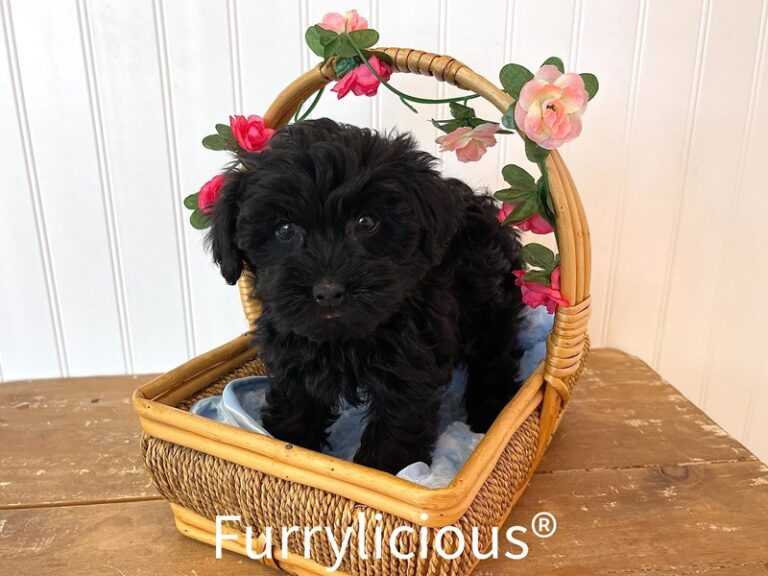 Stitch - Yorkipoo
