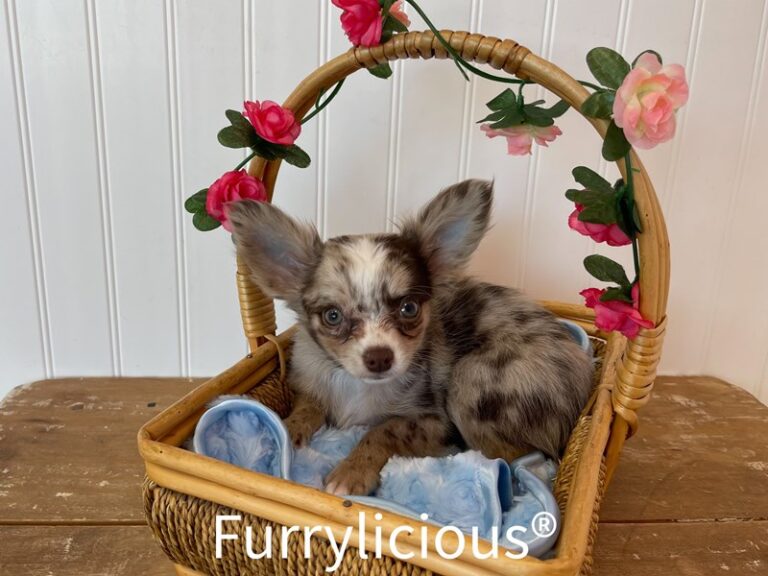 Grant - Chihuahua