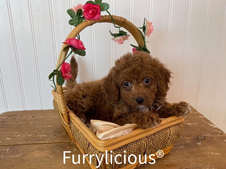Rita - Cockapoo 2nd gen