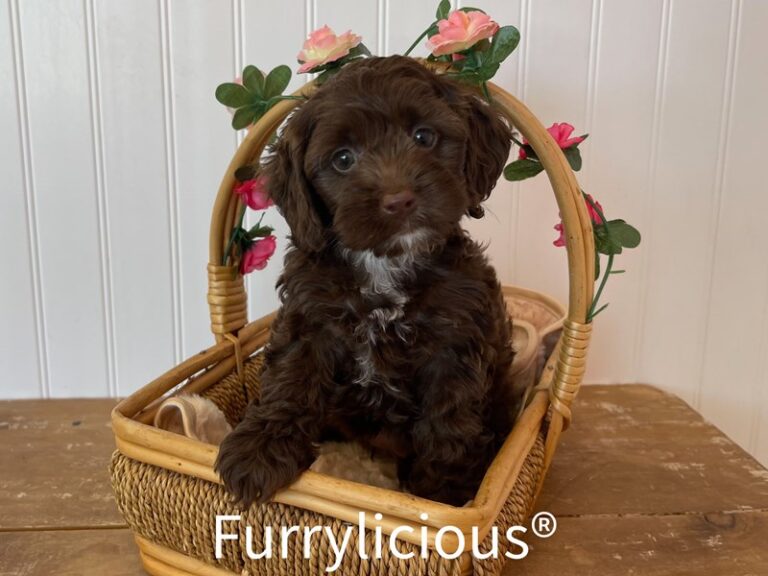 Sarafina - Cockapoo