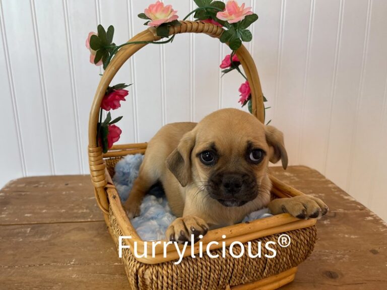 Dugger - Puggle