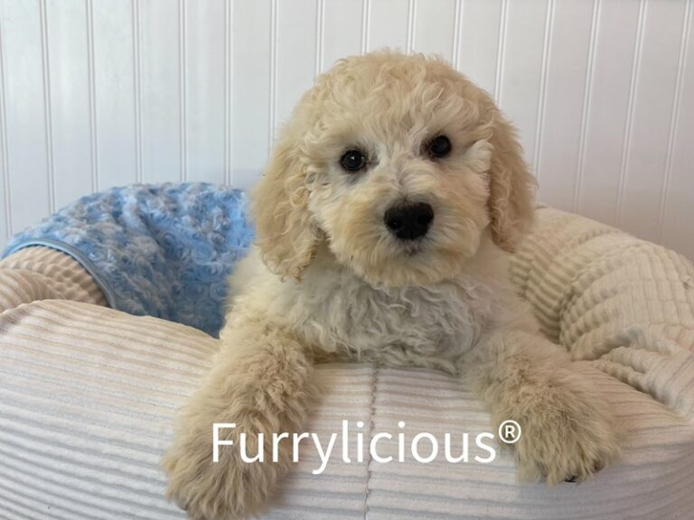 Prince - Poodle