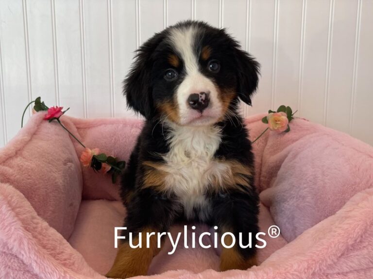 Duchess - Bernese Mountain Dog