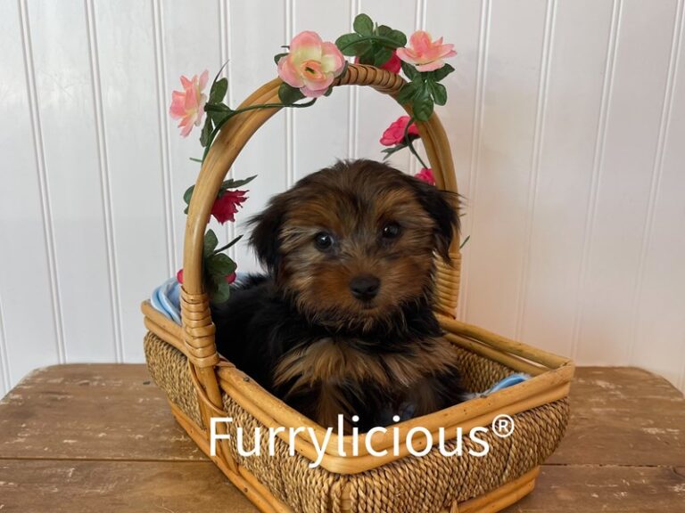 Pongo - Yorkshire Terrier