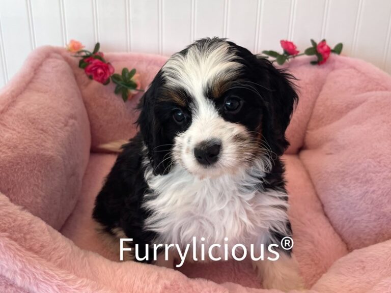 Paige - Bernedoodle Mini 2nd Gen