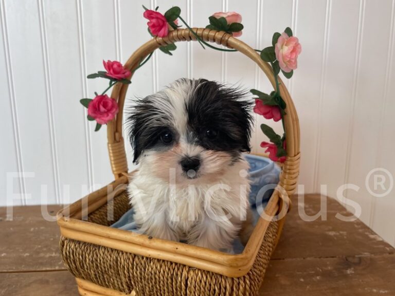 Peter - Shipoo