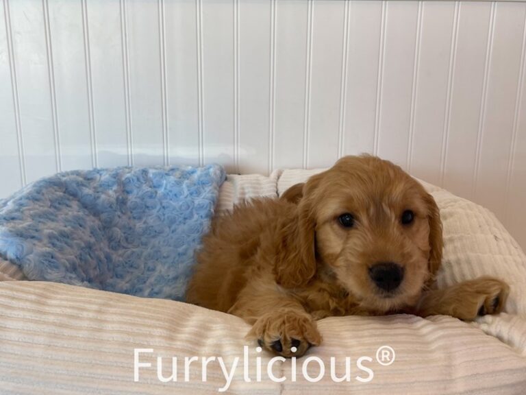 Oliver - Goldendoodle Mini