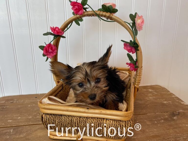Celia - Yorkshire Terrier