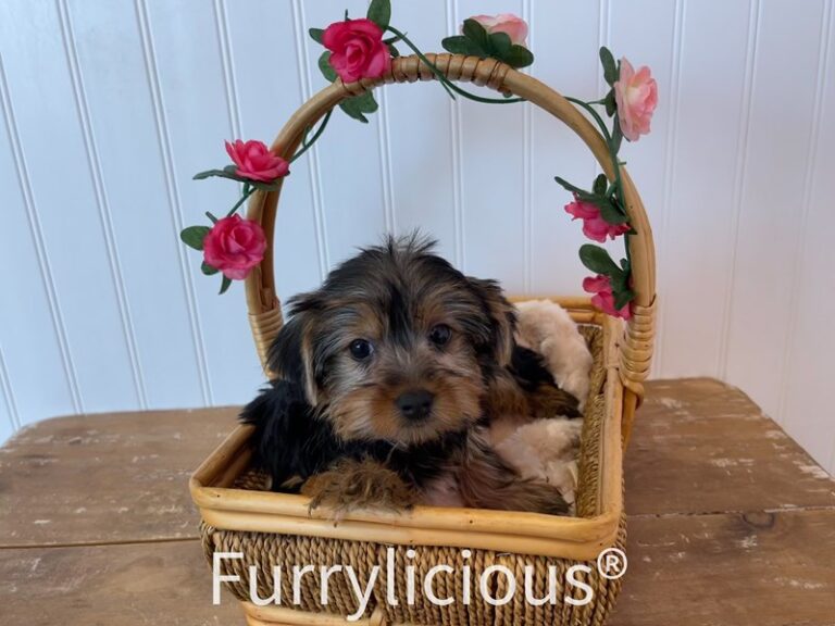 Milly - Yorkshire Terrier