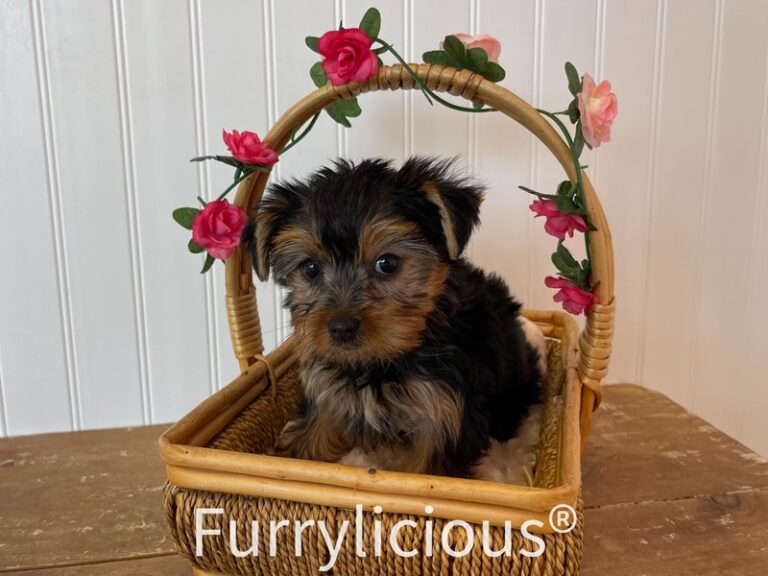 Isabelle - Yorkshire Terrier