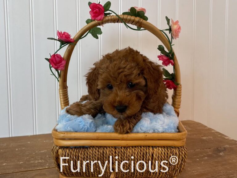 Lennon - Poodle Mini