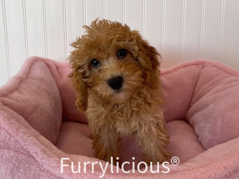 Dixie - Goldendoodle Mini 2nd Gen