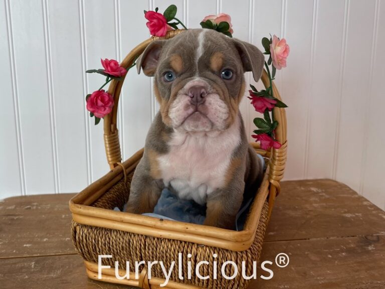 Moose - English Bulldog