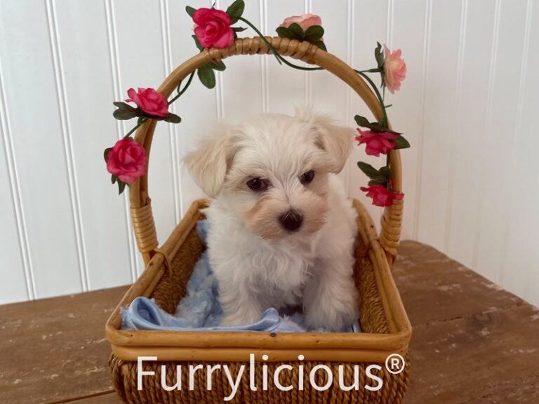 Murphy - Maltese