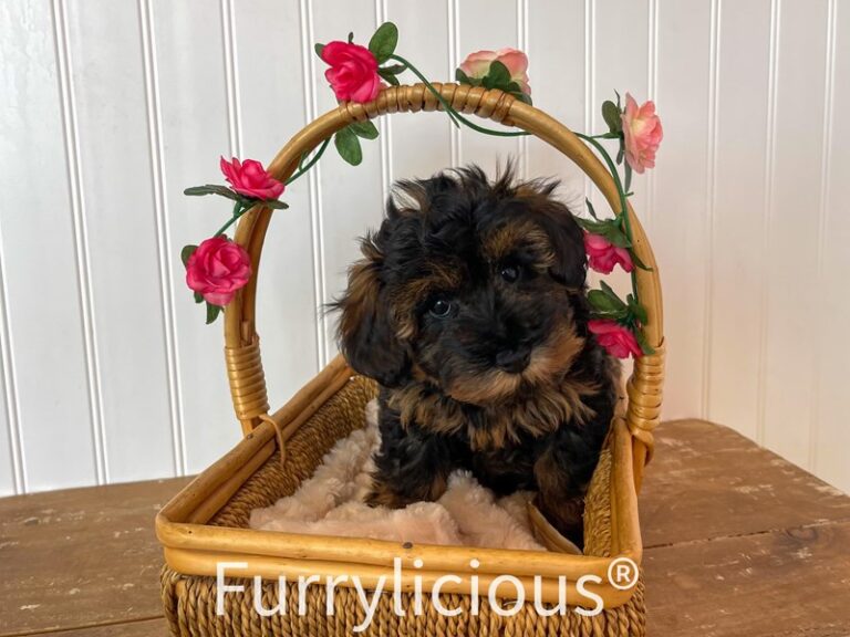 Raven - Schnoodle