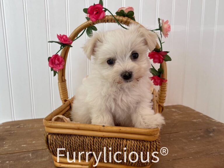 Summer - Maltese