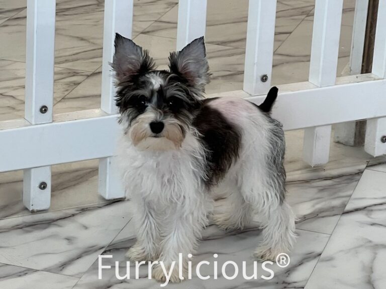Aubrey - Mini Schnauzer