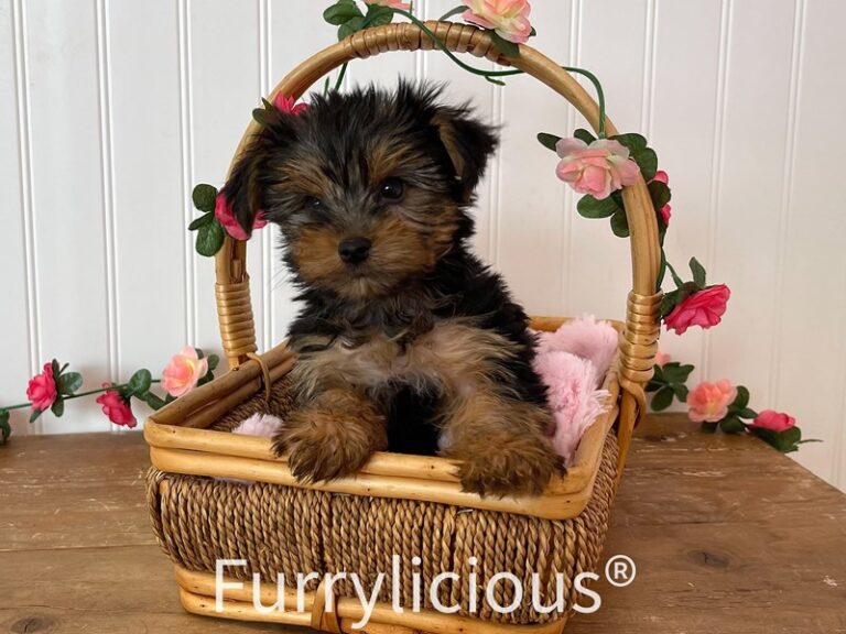Harlow - Yorkshire Terrier
