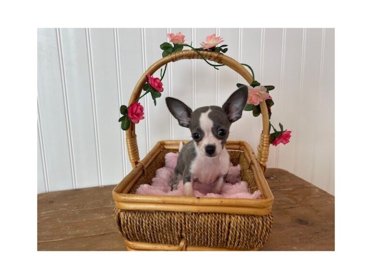 Cynthia - Chihuahua