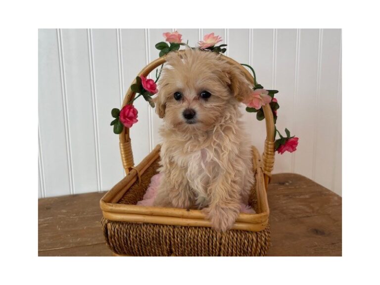 Paris - Maltipoo