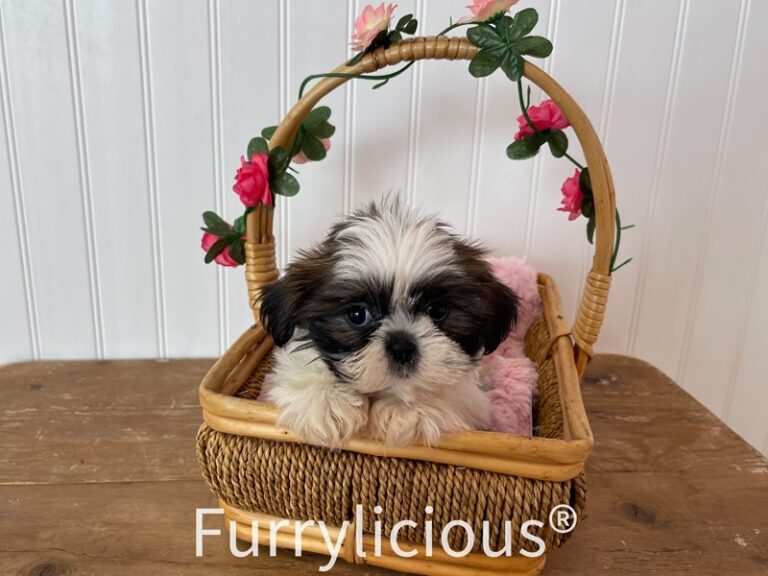 Delilah - Shih Tzu