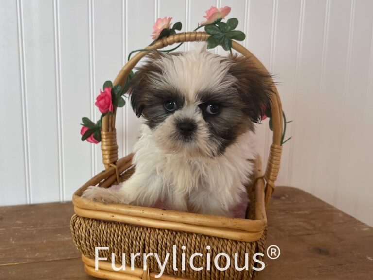 Peggy - Shih Tzu