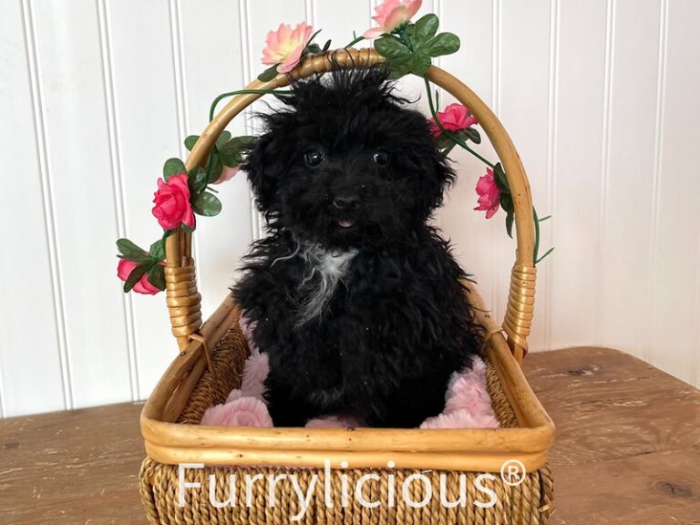 River - Poodle Mini