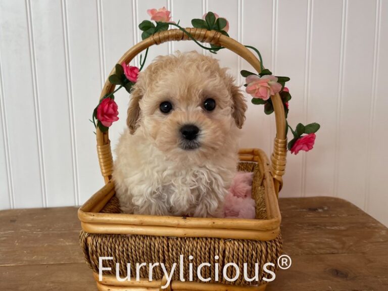 Bichonpoo - Bichonpoo