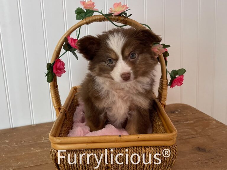 Iris - Australian Shepherd