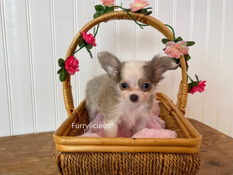 Bonnie - Chihuahua