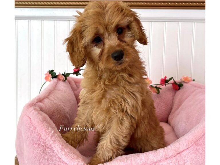 Leah - Goldendoodle Mini 2nd Gen