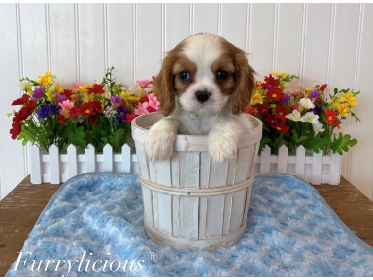 Timmy - Cavalier King Charles Spaniel