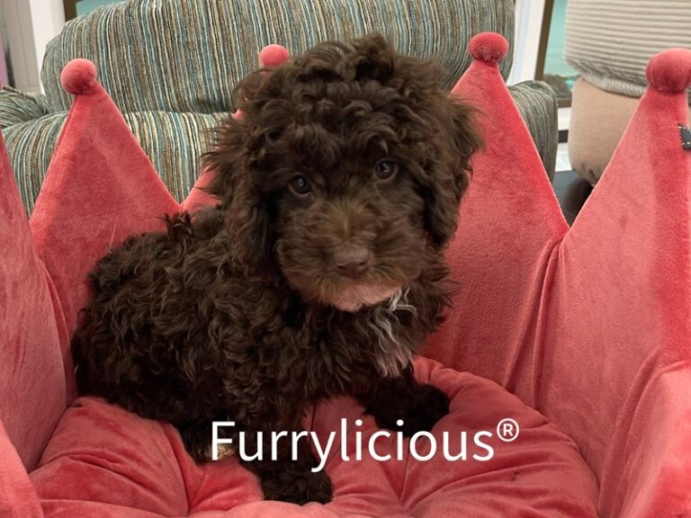NewfyPoo Mini - NewfyPoo Mini