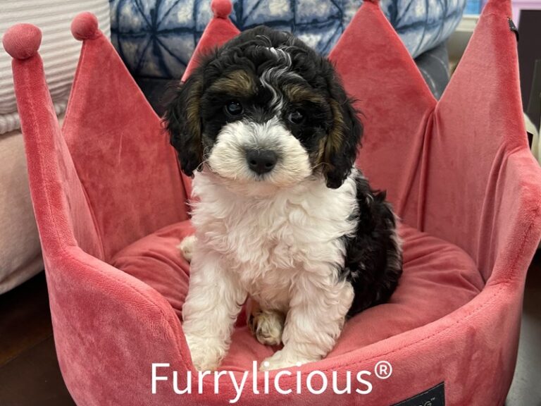 Gerty - Sheepadoodle Mini