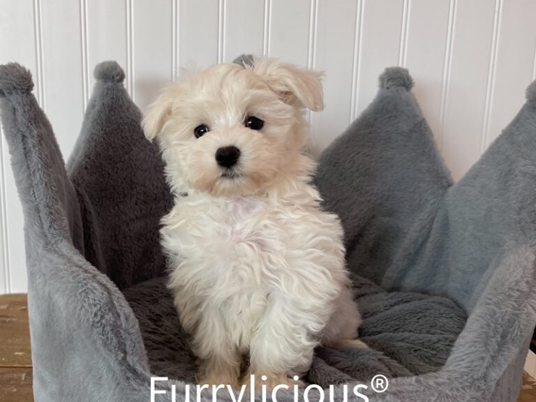 Harry - Maltese